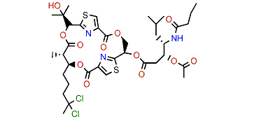 Lyngbyabellin E